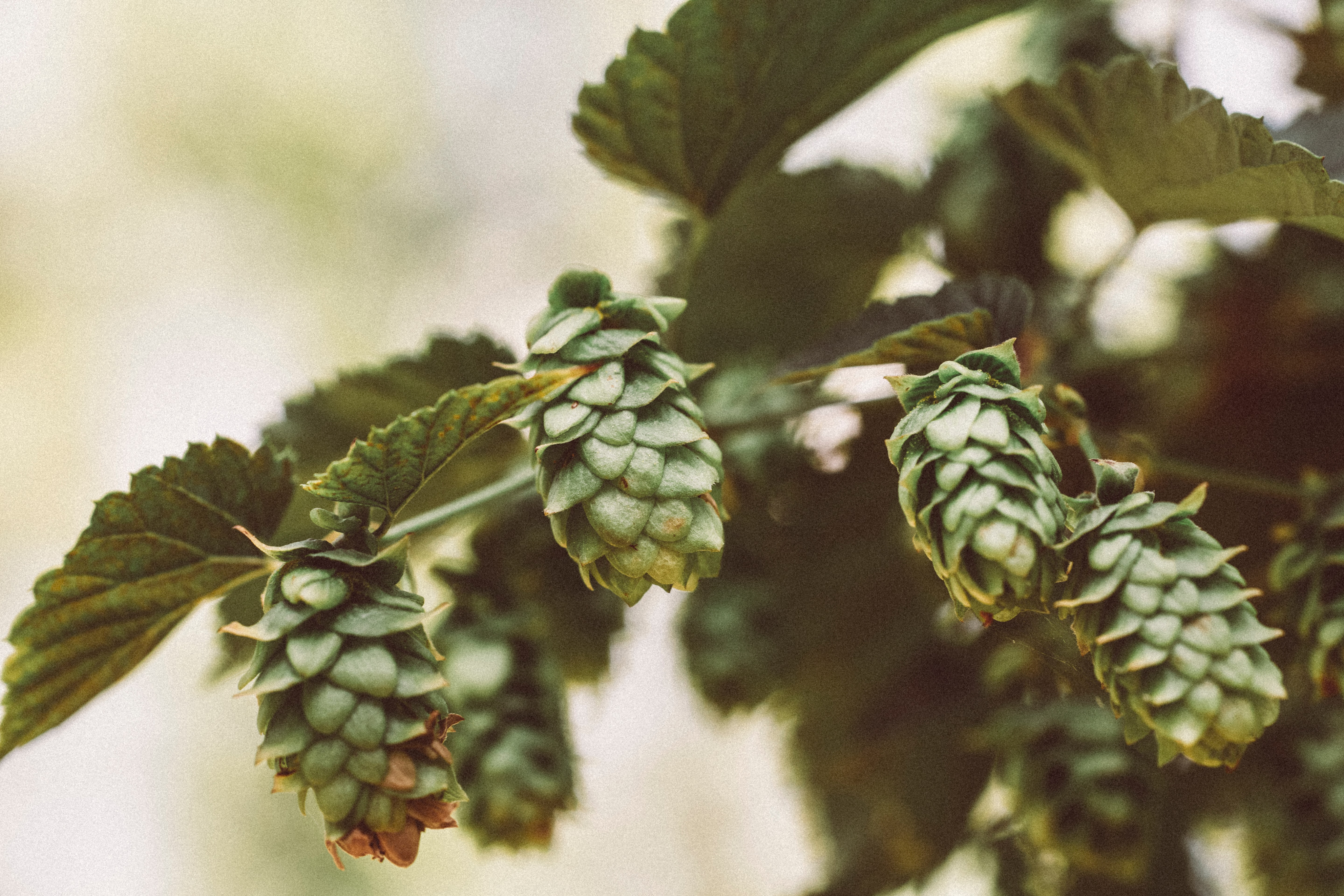 img-cervezas-elaboracion-es.png